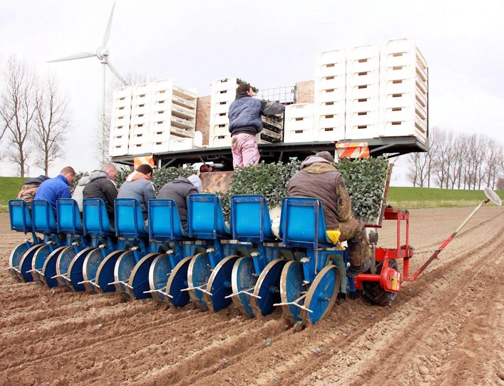 Junge Stecklinge setzen